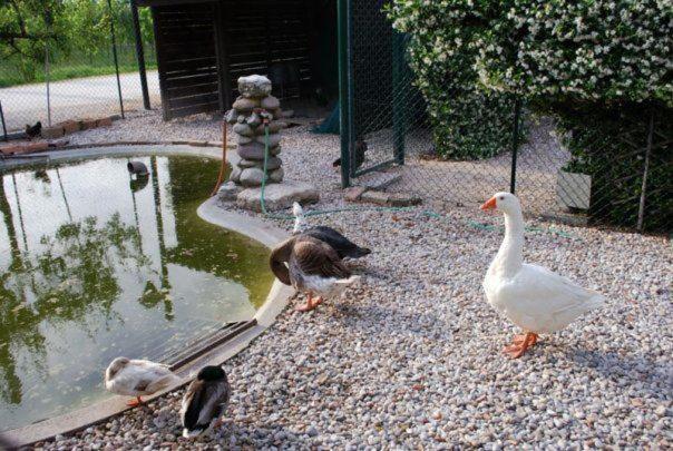 Locanda Al Convento Favaro Veneto Eksteriør billede